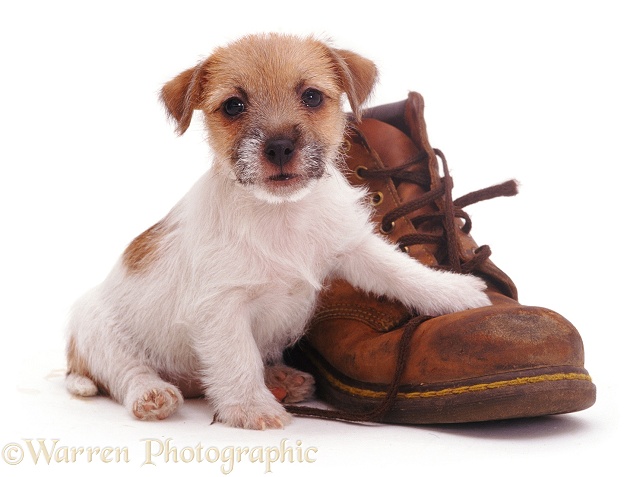 Jack Russell Terrier pup Gina with a shoe, white background