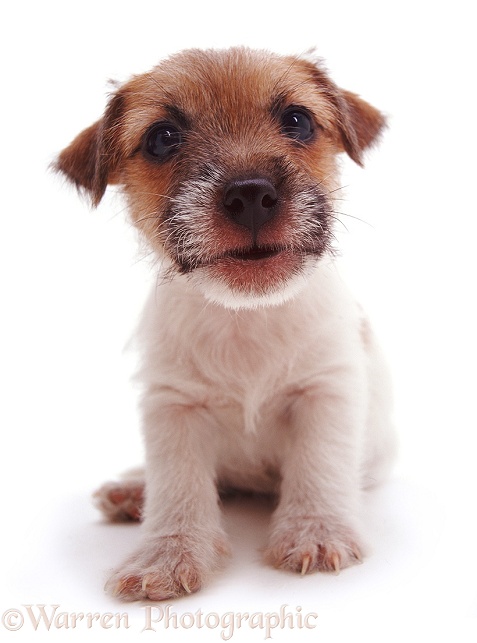Rough-coated Jack Russell Terrier pup Gina, white background