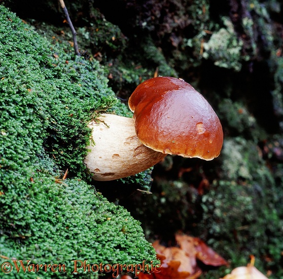 Boletus fungus (Boletus bovinus) on a mossy bank