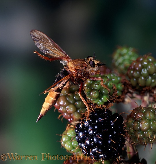 Hornet Robber Fly (Asilus crabroniformis) female cleaning wings with hind legs
