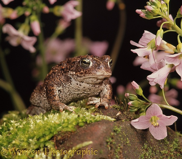Natterjack Toad (Bufo calamita).  Europe