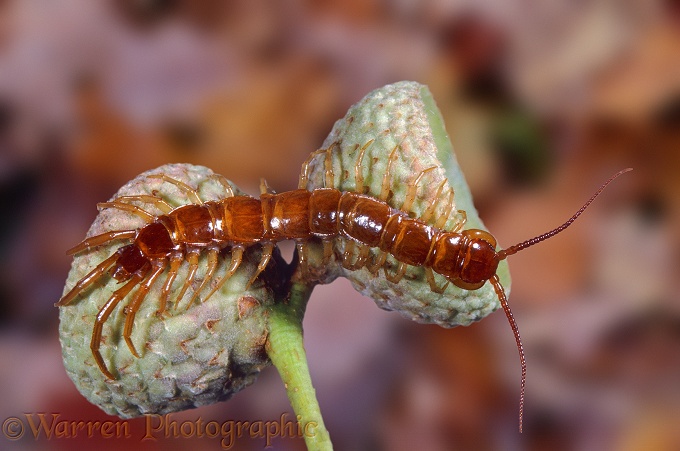 Stone Centipede (Lithobius forficatus)