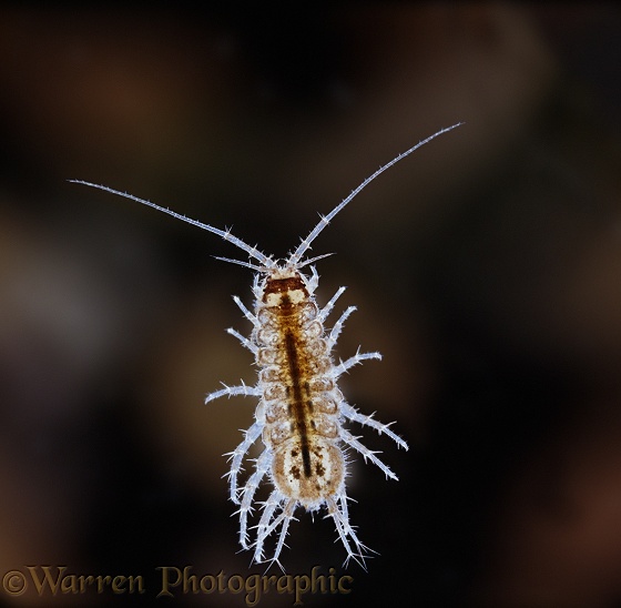 Freshwater Isopod or Slater (Asellus species)