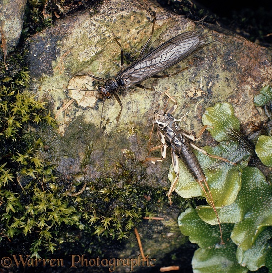 Stonefly (Perla bipunctata) newly emerged from its larval skin.  West Scotland