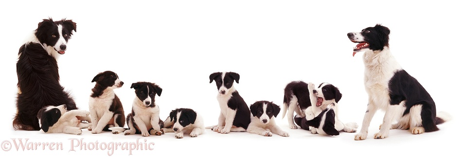 Black-and-white Border Collie family Tai and Phoebe with pups, white background