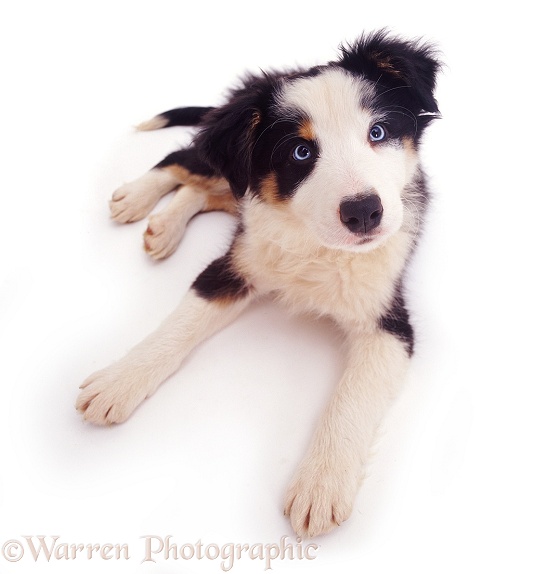 Border Collie pup Ishmael, white background