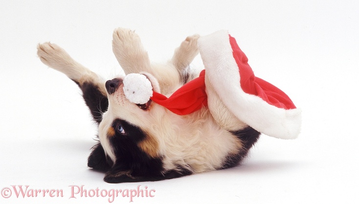 Border Collie pup Ishmael playing with a Santa hat, white background