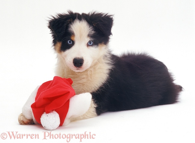 Border Collie pup Ishmael playing with a Santa hat, white background