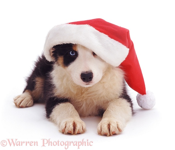 Border Collie pup Ishmael wearing a Santa hat, white background