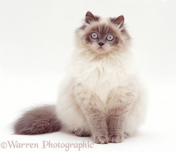 Blue colour-point Birman-cross cat Scilla, white background