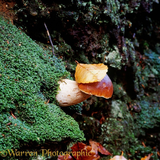 Boletus fungus (Boletus bovinus) with beech leaf on it