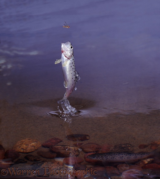 Brown Trout (Salmo trutta) fingerling attempting to catch a hoverfly.  Europe, introduced elsewhere