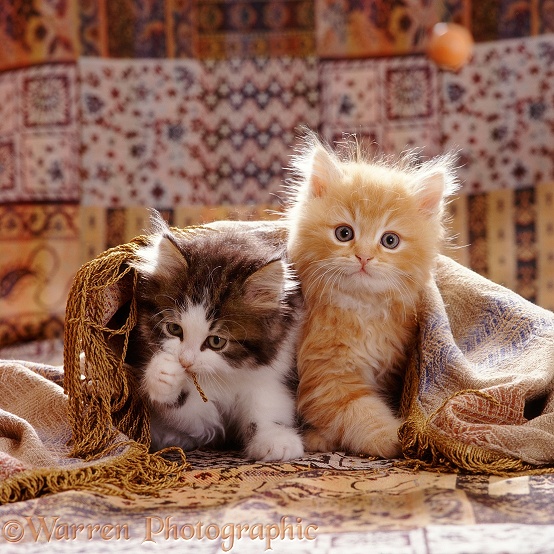 Portrait of red and Tabby-and-white Persian-cross kittens (Cosmos x Specs). 8 weeks old
