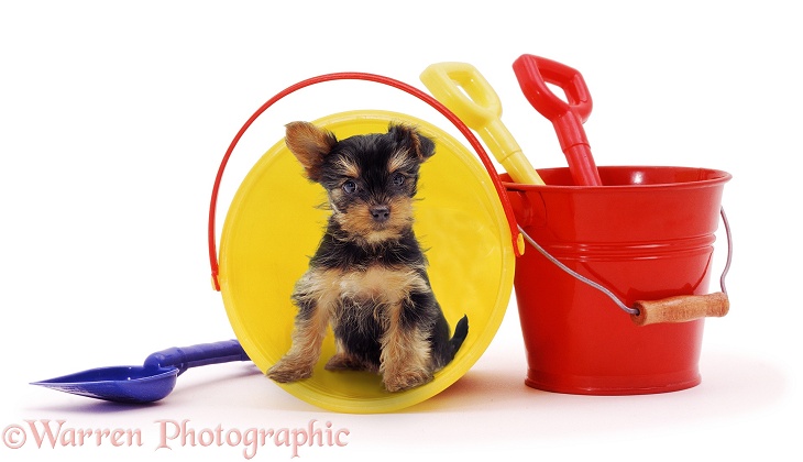Yorkshire Terrier pup "waiting to go on holiday", white background
