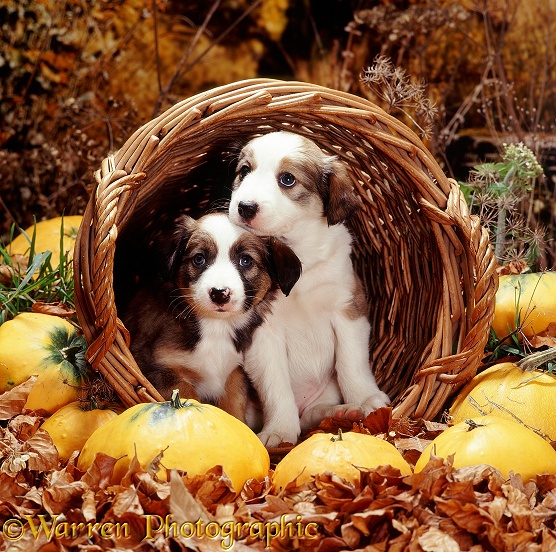 Two sable-and-white Border Collie pups, 6 weeks old, in a basket, with squashes and autumn leaves