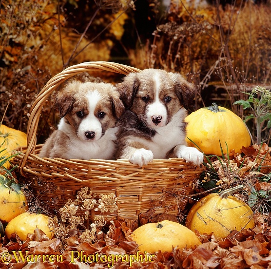 Two sable-and-white Border Collie pups, 6 weeks old, in a basket, with squashes and autumn leaves