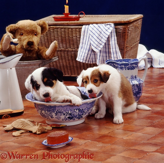 Bath-time for Collie pups Harry and Bubbles, 7 weeks old; watched by brown teddy bear in the galvanised bath tub