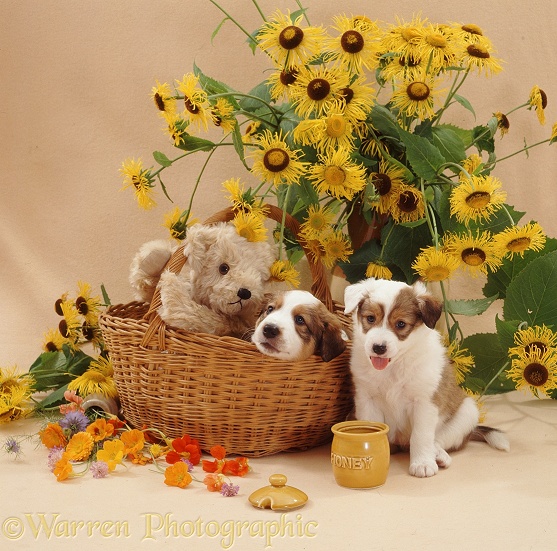 Border Collie pup Bubbles has been licking out the honey pot, watched by brother Juke, 5 weeks old, and cream teddy bear in the basket with yellow daisies