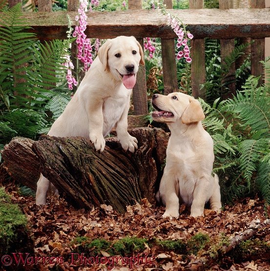 Two Yellow Labrador Retriever puppies, 8 weeks old, have been playing on a stump in the woods