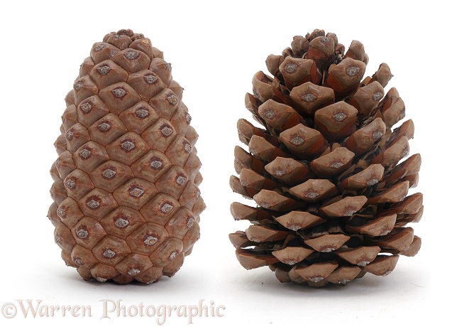 Pine cone open and closed, white background