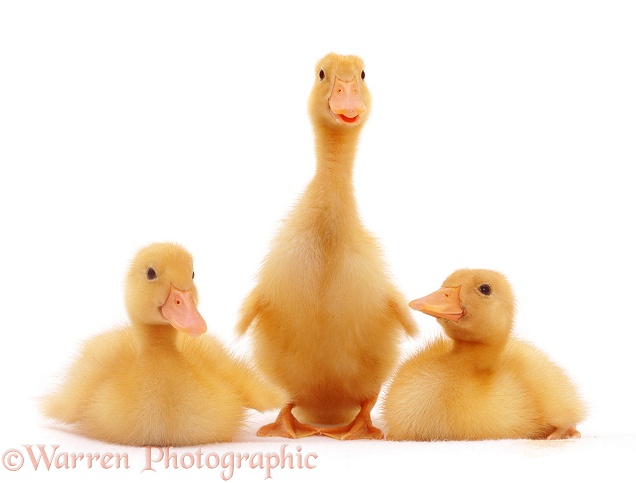 Trio of yellow ducklings, white background
