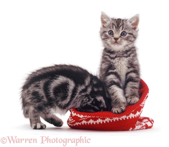 Silver tabby kittens with a woolly hat, white background