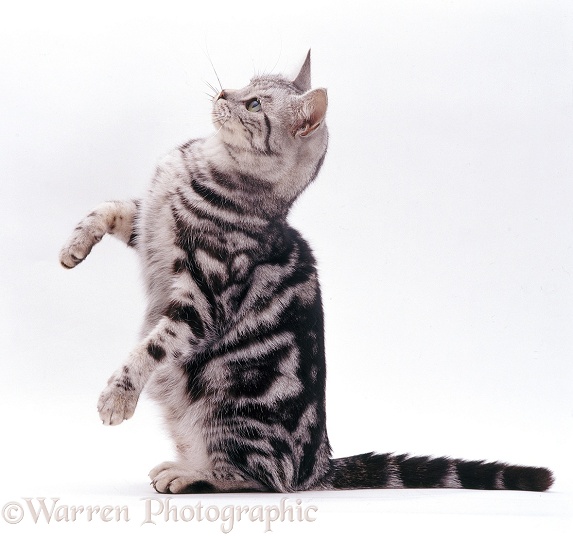 Silver tabby cat begging, white background
