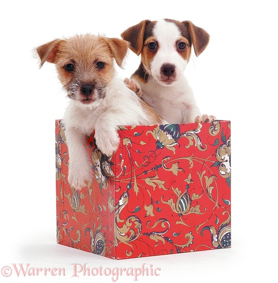 Jack-in-a-box - Jack Russell Terrier pups in a box, white background