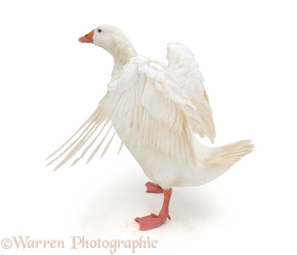 White goose flapping, white background