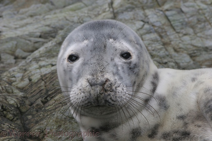 Grey Seal (Halichoerus grypus) pup
