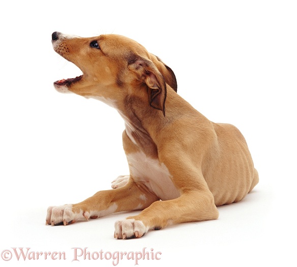 Lurcher pup yawning, white background