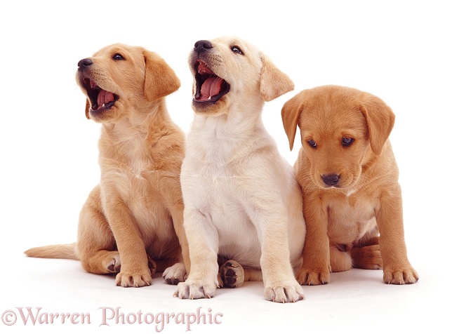 Labrador pups yawning, white background