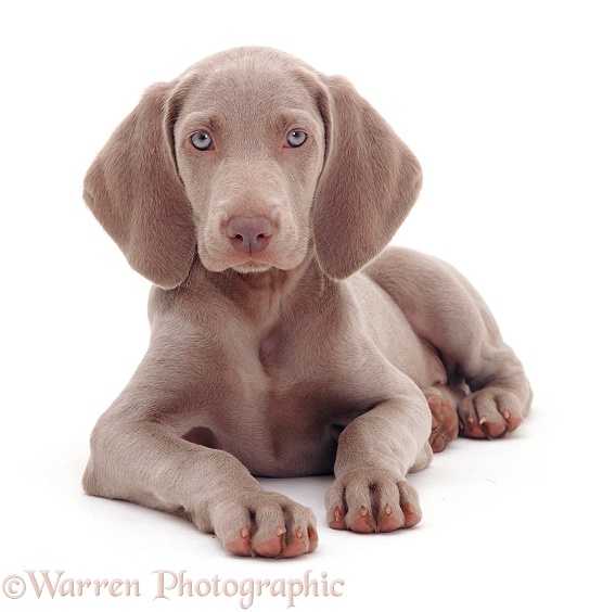 Weimaraner pup, white background
