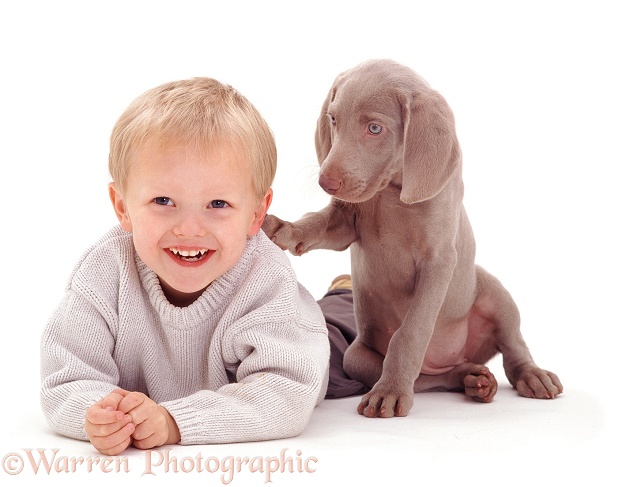 Boy and Weimaraner pup, white background