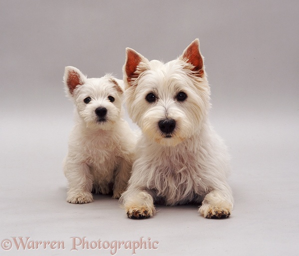 Westie mother and pup