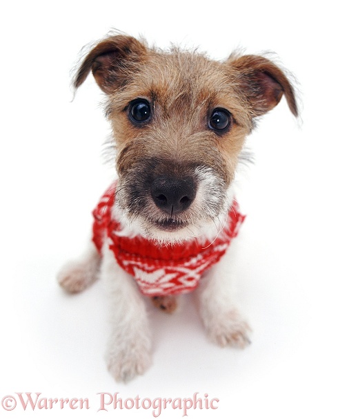 Jack Russell with Jersey on, white background