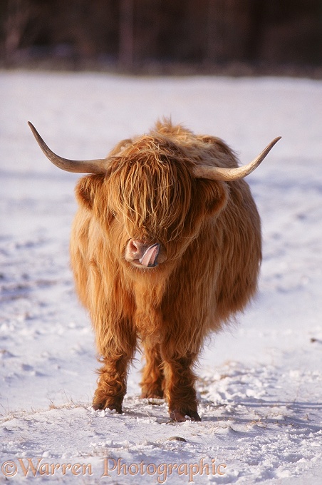 Highland cow licking its nose.  Scotland