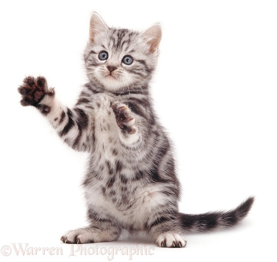 Silver tabby kitten Zebedee 'clapping hands', white background