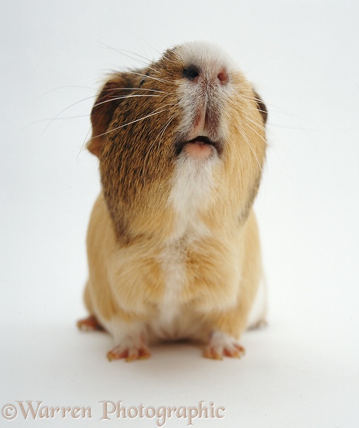 Adult male sandy, agouti-and-white Guinea pig, sniffing, white background