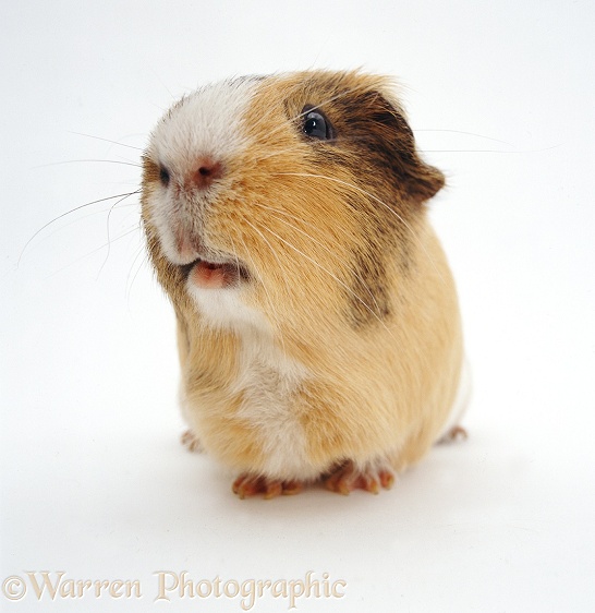 Adult male sandy, agouti-and-white Guinea pig, white background