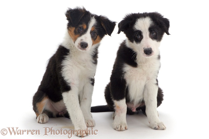 Two Border Collie pups, white background