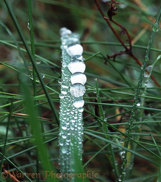 Raindrops accumulating on a grass blade