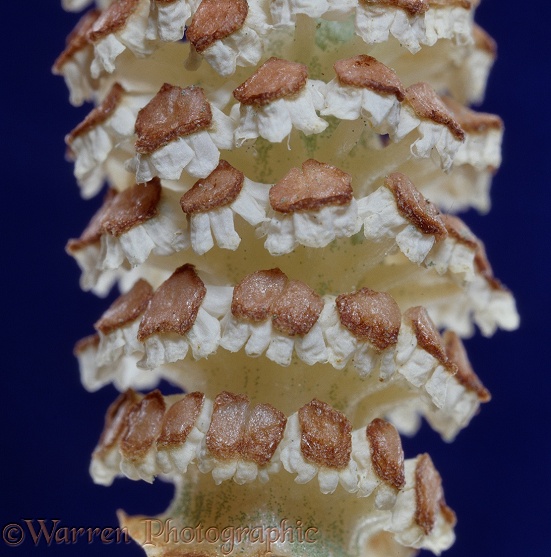 Horsetail (Equisetum pratense) cone empty of spores