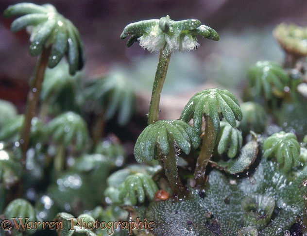 Liverwort (Marchantia polymorpha) male spore bearing structures