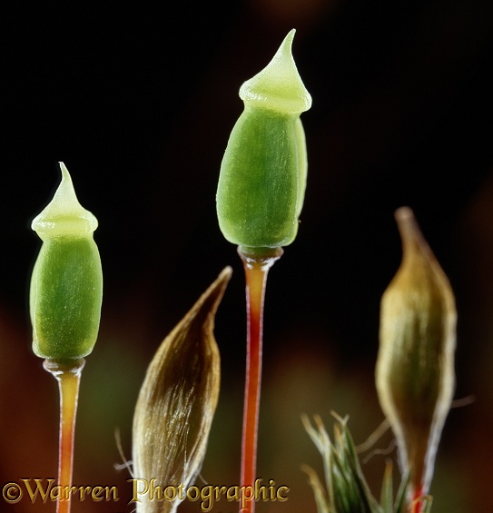 Moss (Polytrichum species) spore capsules