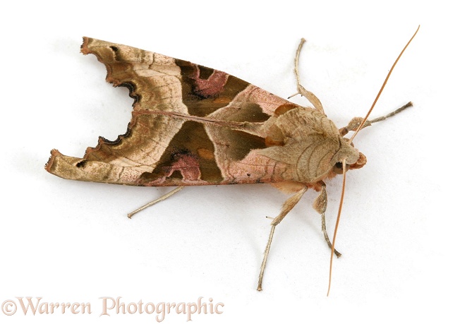 Angle Shades Moth (Phlogophora meticulosa).  Europe, white background