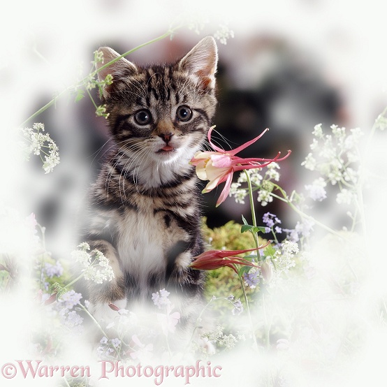 Portrait of tabby kitten among spring flowers with Columbine