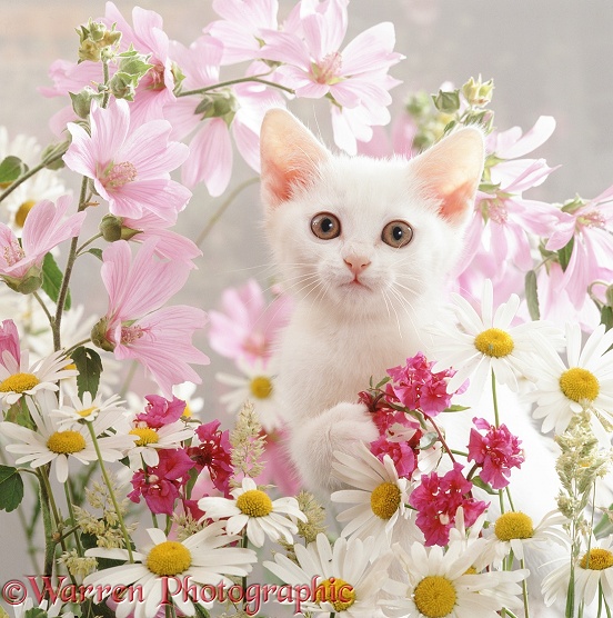 Portrait of white Thisbe kitten among ox-eye daisies, mallow and Clarkia Double