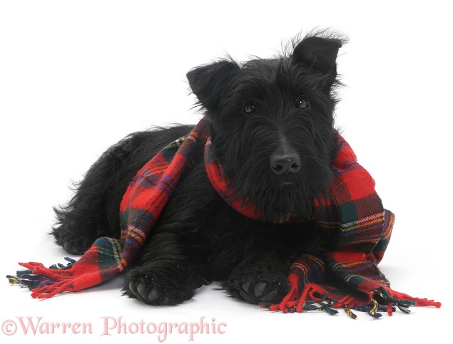 Scottish Terrier, Angus, 4 months old, with a tartan scarf on, white background