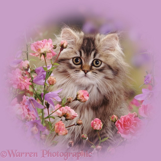 Portrait of long-haired tabby Persian kitten Goldie among dwarf roses and bellflowers